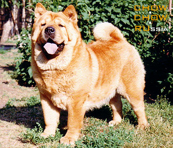 Chow-chow MONA LIZA. -  