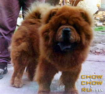 Chow-chow MONTI MAKDENA. -  