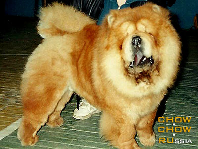 Chow-chow NAPOLEON DE BERLAIMONT. -   