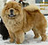 - chow-chow