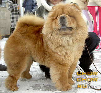 Chow-chow NEW CHOW RUSSIAN EKZOTIKA. -    