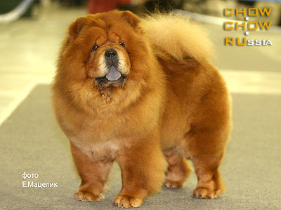 Chow-chow NEXT SUPER LUCKY. -   