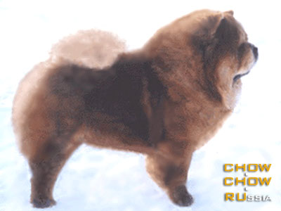 Chow-chow NICE S MILLIONNOGO MOSTA. -    