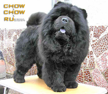 Chow-chow NOCHNOY DOZOR BIFROS. -   Ȓ