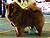 ���-��� chow-chow