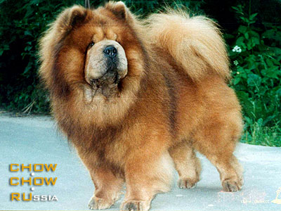 Chow-chow OBAN'S STIRLING. ���-��� ����'� ��������