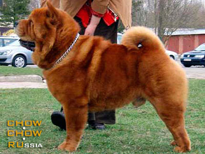 Chow-chow ODISSEY. - 