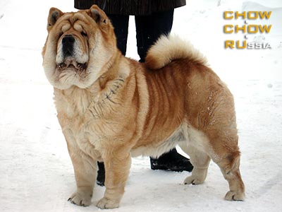 Chow-chow OFELIYA. - 