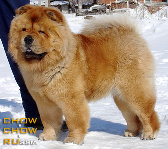 Chow-chow OLIVIA OF CHOW DREAM. -    