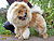 ���-��� chow-chow