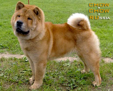 Chow-chow ORCHIDEA. - 