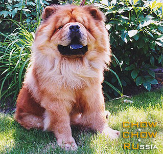 Chow-chow OTARD. - 