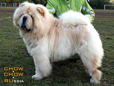 Chow-chow PARADIZ RONADO IZ SVYATOGO GRAALYA. -     