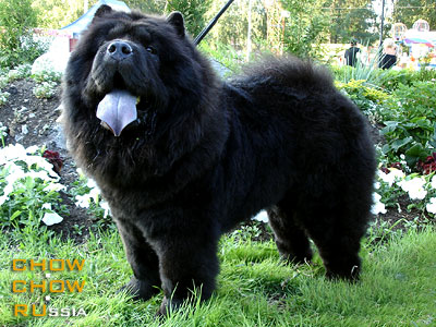 Chow-chow PATRICIA BLACK STAR FOR ELEN`S SUNSHINE. -     ` 