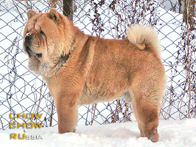 Chow-chow PERSEI LOVE STORY S MILLIONNOGO MOSTA. -      