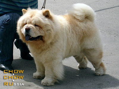 Chow-chow PITER PAN IZ SVYATOGO GRAALYA. -     