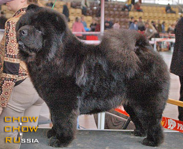 Chow-chow PIUK CHOW ROSE PRINCESS of DENMARK. -      