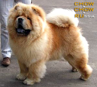 Chow-chow PIUK CHOW ROYAL DANISH PRINCE RUSS. -      