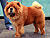 - chow-chow