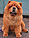 - chow-chow