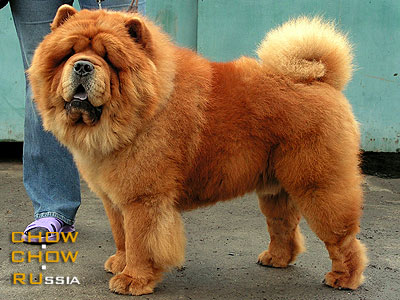 Chow-chow PODAROK SUDBY IZ RYZHEI STAI. -     