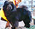 - chow-chow