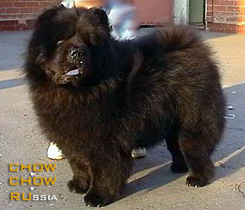 Chow-chow PONDVIEWS BLACK RUSSION. - `  