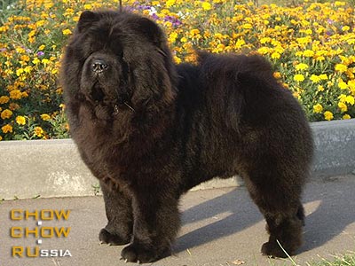 Chow-chow PRINTS DATSKII IZ SVYATOGO GRAALYA. -     