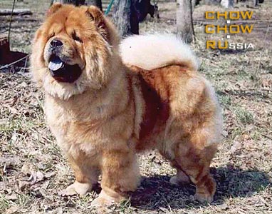 Chow-chow RADMILA. - 