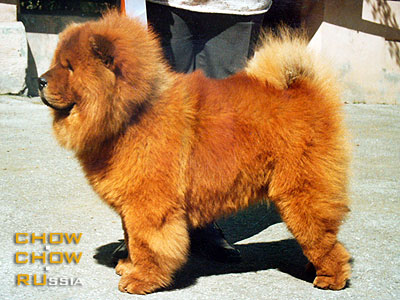 Chow-chow RAVJU FARAON. -  