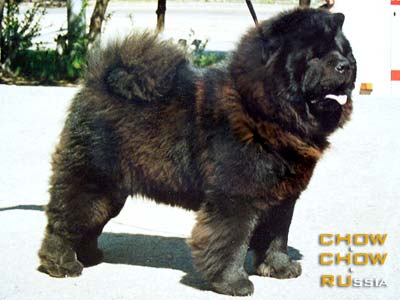 Chow-chow RAVJU FLAFY. -  