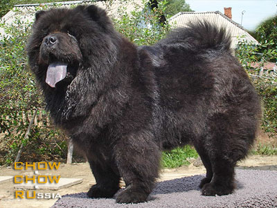 Chow-chow RAVJU SIMONA. -  