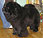 - chow-chow