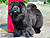 - chow-chow