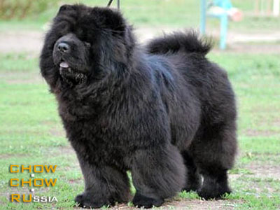 Chow-chow REAL BLACK MOLLY. -   