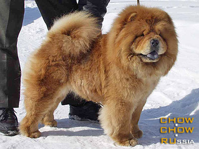 Chow-chow REARSH A'FROSYA. ���-��� ����� �'�����