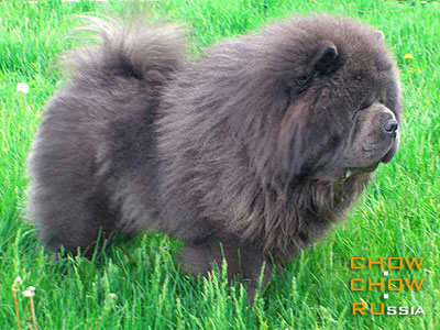 Chow-chow RENESSANS. - 