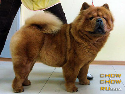 Chow-chow RENNI SANTANA. -  