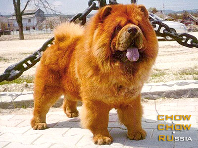 Chow-chow ROKKI RED KLAUD. ���-��� ����� ��� �����