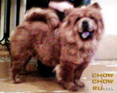 Chow-chow RUBIN ASERHAUS ARABESKA. -   