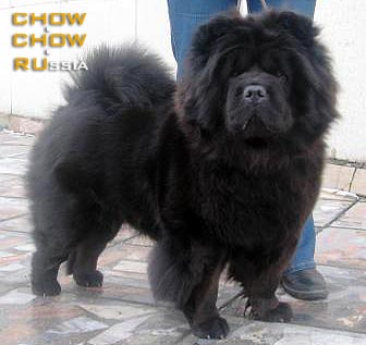 Chow-chow RUBIN ASERHAUS ARABIKA. -   