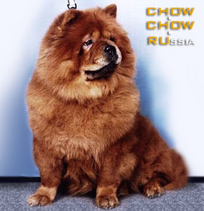 Chow-chow RUBIN ASTERHAUS CHELESTA. -   