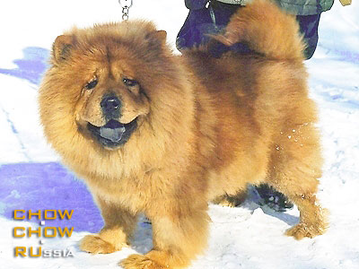 Chow-chow RUBIN ASTERHAUS CHENCHI. -   