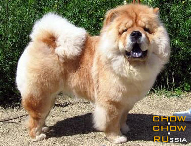 Chow-chow RUBIN ASERHAUS GALAKTIKA GRJEZ. ���-��� ����� ��������� ��������� ����