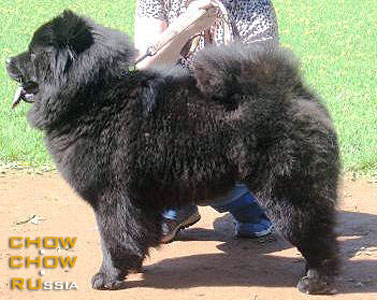 Chow-chow RUBIN ASERHAUS GOSPOZHA UDACHI. -     