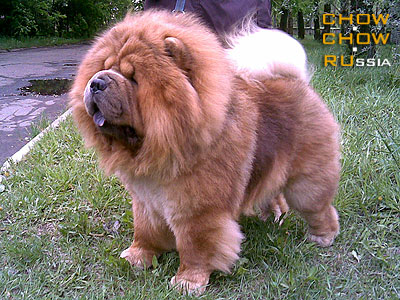 Chow-chow RUBIN ASTERHAUS INEY SEREBRISTIY. -    