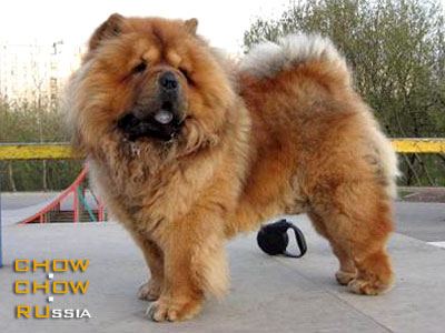 Chow-chow RUBIN ASTERHAUS ISTINNIY MACHO. -    