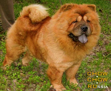 Chow-chow RUBIN ASTERHAUS KOROLEVA YANVARYA. -    