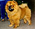 - chow-chow