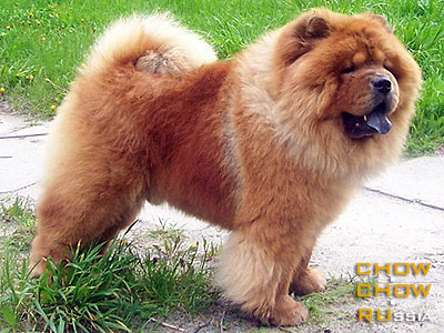 Chow-chow RUBIN ASTERHAUS KOROLEVSKIY PODAROK. -    